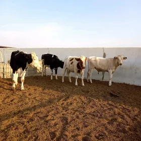 KANATGA ÖKÜZ WE BOGAZ TÜWELER