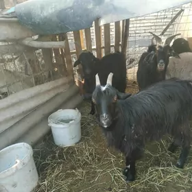 geçiller