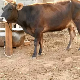 Sygyr