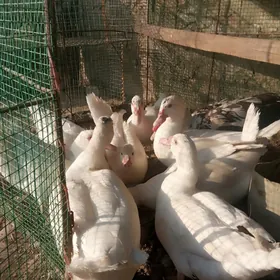 Ordek ses siz indeutka