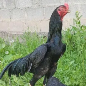 taskent tasgent towuk yumurt