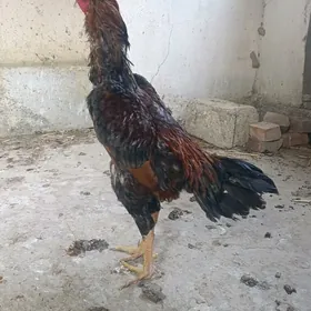 Taskent horaz