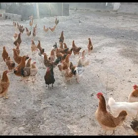 9-10 Aylyk Towuklar