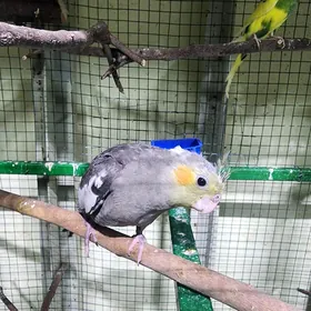 karella