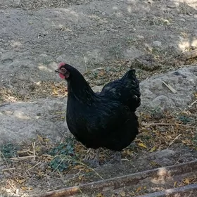 Towuklar