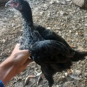 Baysow juyje