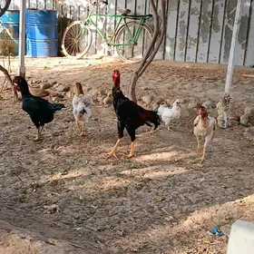 YUMURTGA TAŞKENT BAYES