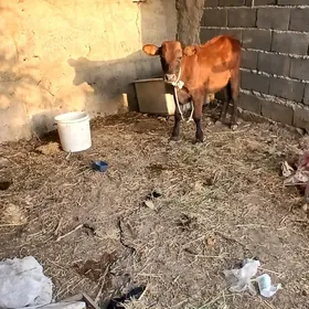 okuzçe