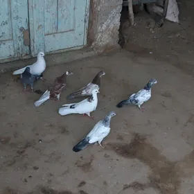 kepderi