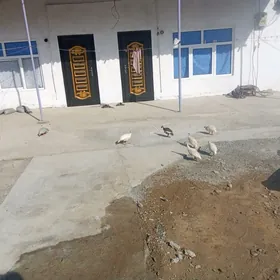 käkilik чисарка