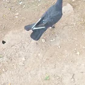 Kepderi