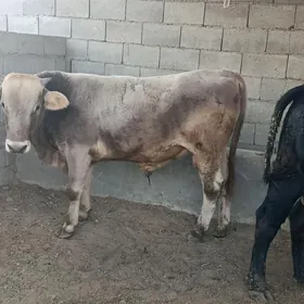 arsa şwes okuz 2 sani