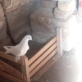 kepderi
