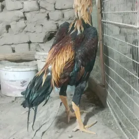 Horaz