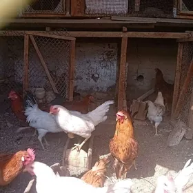 Horoz towuk