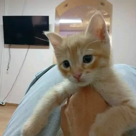 Отдам котёнка в добрые руки