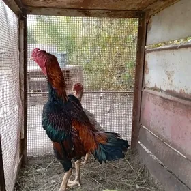 baysow horaz