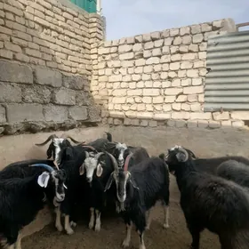 Geçi