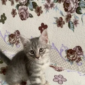 котята