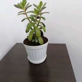 толстянка-денежное дерево