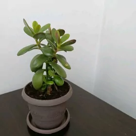 толстянка-денежное дерево