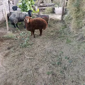GoYun Gusy Tokly çykan.