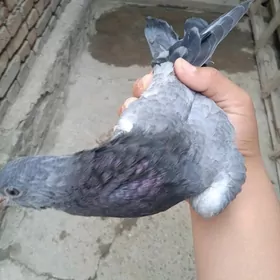 kepder