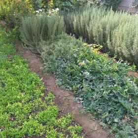 Razmarin размарин