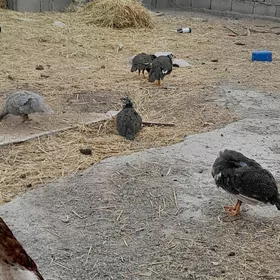 induk taşkent indautga sisarka