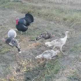 induklar