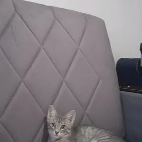 Котенки/   Pishikler