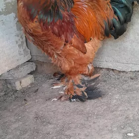 Brama  horaz