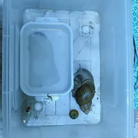 улитка бесплатно