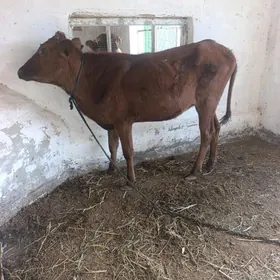 BOGAZ  SYGYR
