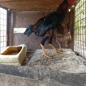 baysow horaz