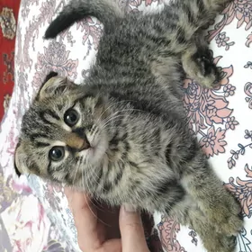 Продаю красавицу девочку