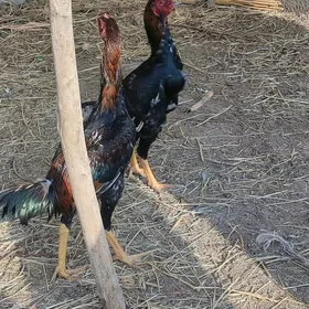 baysok
