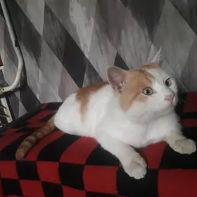 Отдаю котика в хорошие руки
