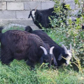çebiş