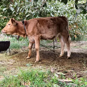 GÖLE