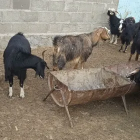 geci