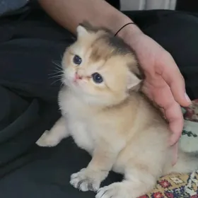шотландских котята от привозны