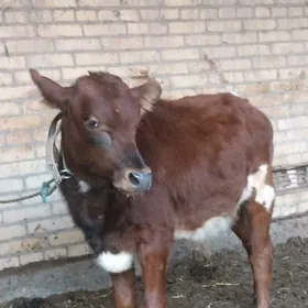 голели сыгыр