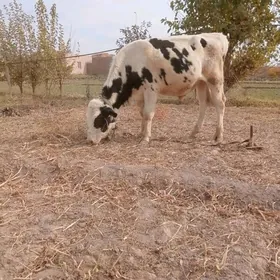 симитон
