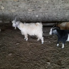 cebiş