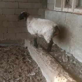 Bakylan işşek