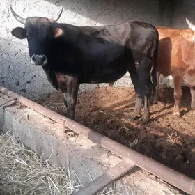 3 ýaşan okuzler