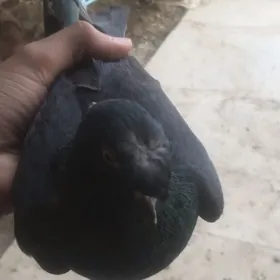 kepder