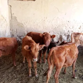 Göle