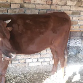 семиз окуз бн унажын